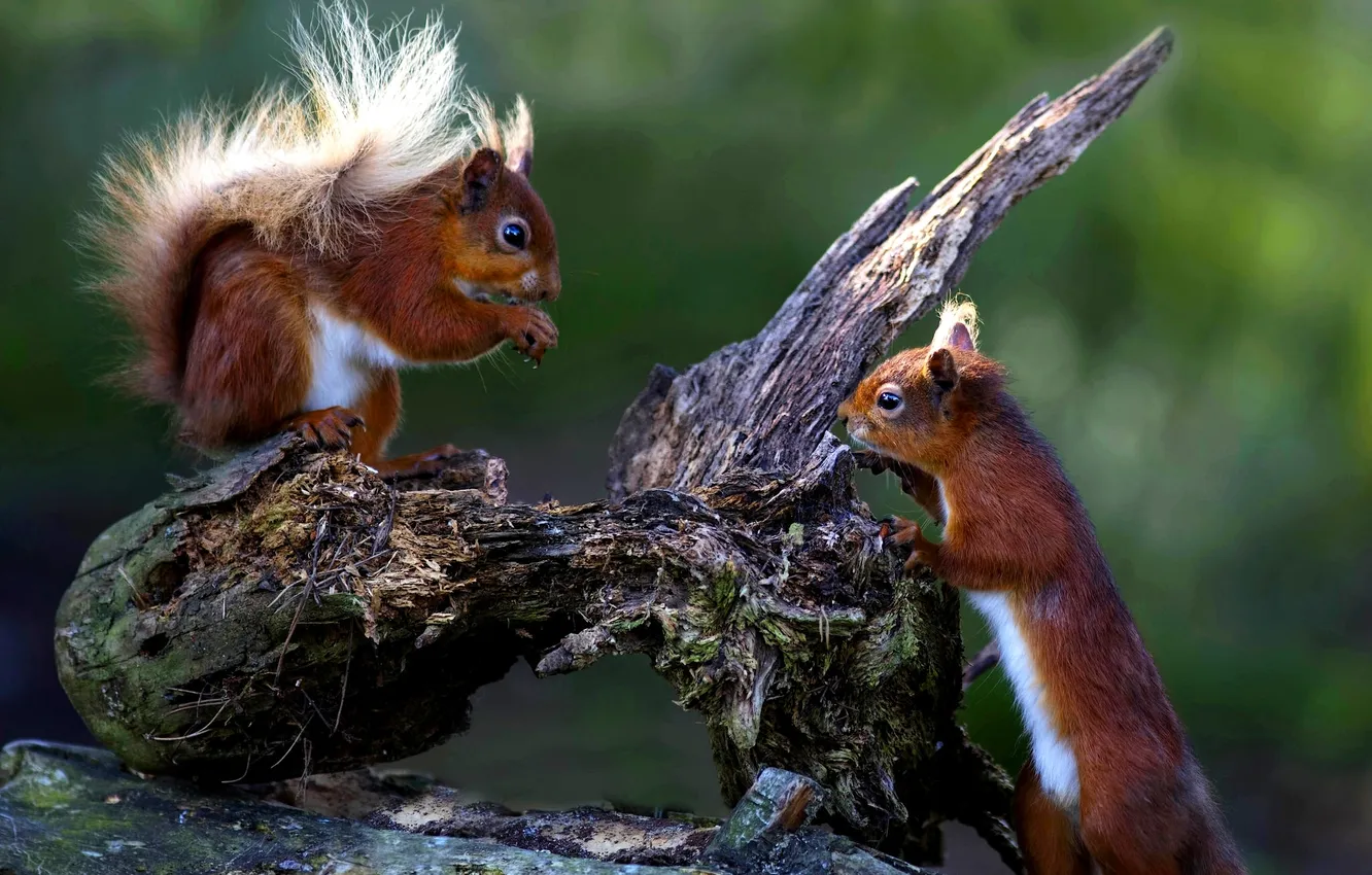 Photo wallpaper red, snag, proteins