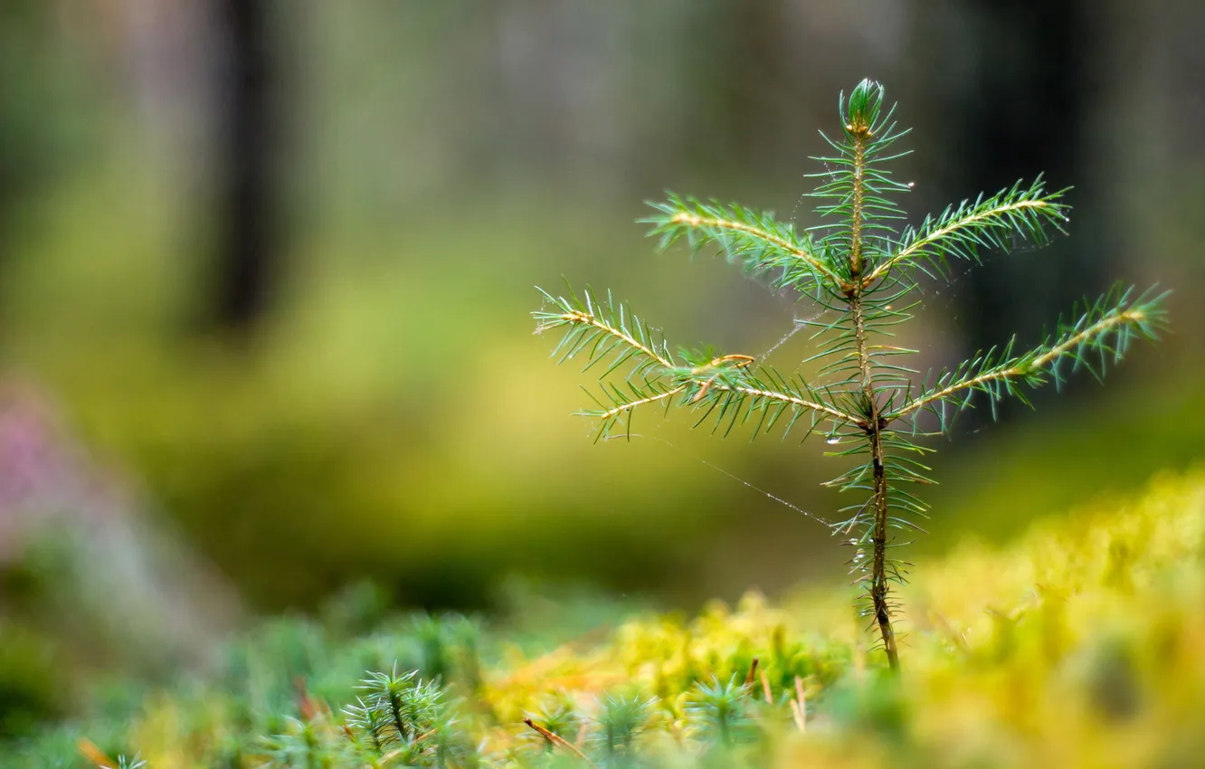 Photo wallpaper macro, nature, tree