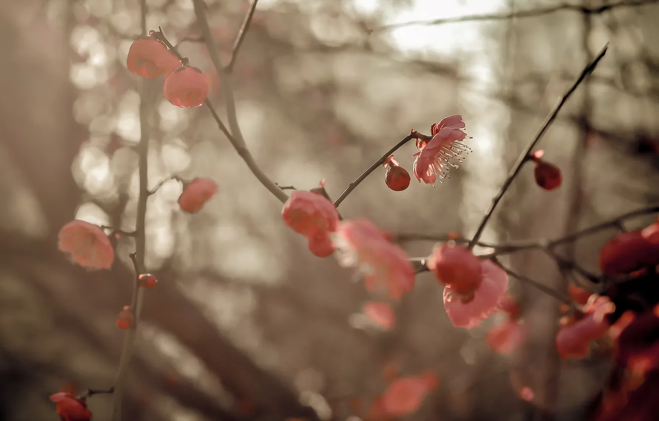 Photo wallpaper nature, spring, garden