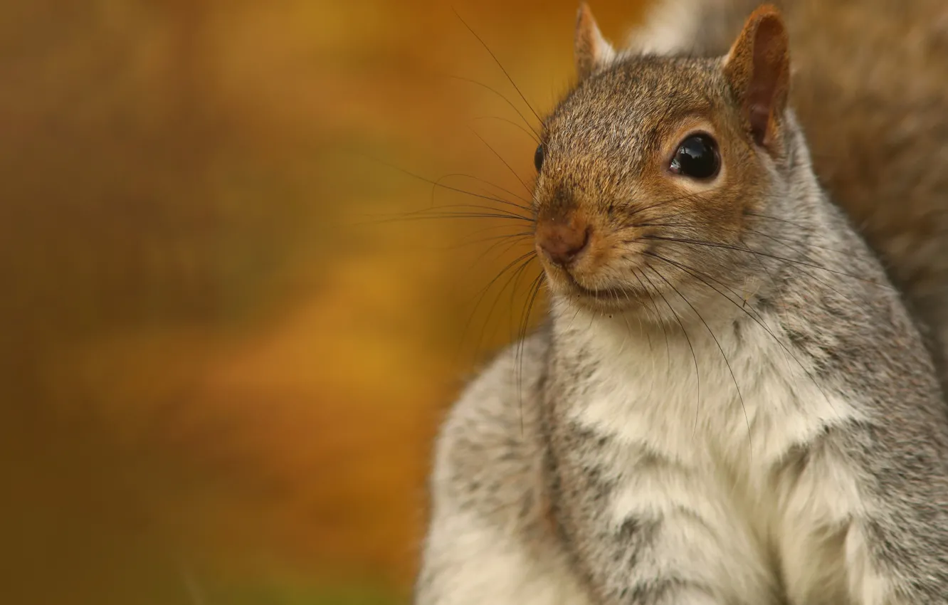 Photo wallpaper background, portrait, protein, face, pet