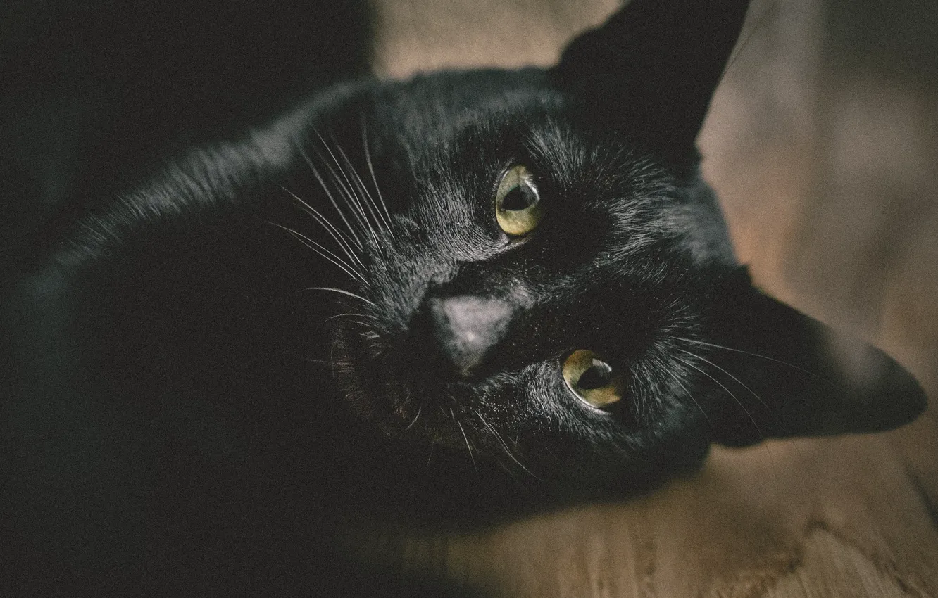 Photo wallpaper muzzle, black cat, looking at the camera