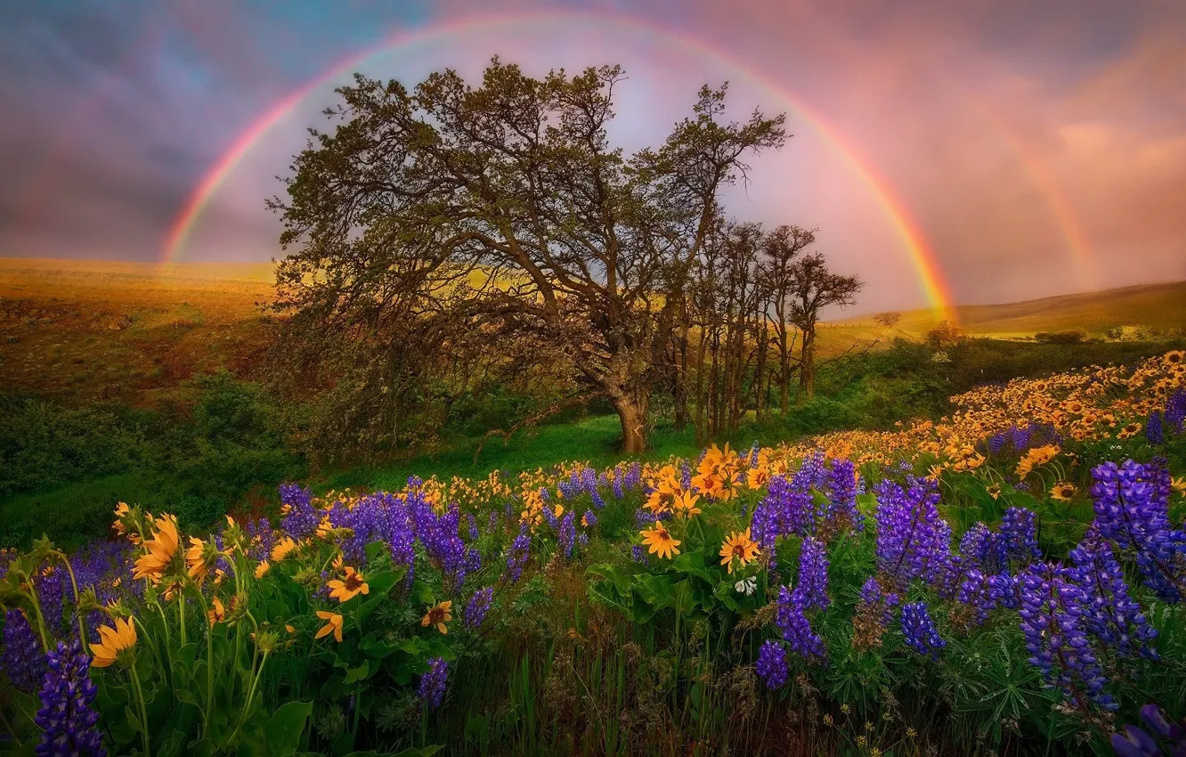 Photo wallpaper field, summer, the sky, trees, flowers, yellow, hills, glade