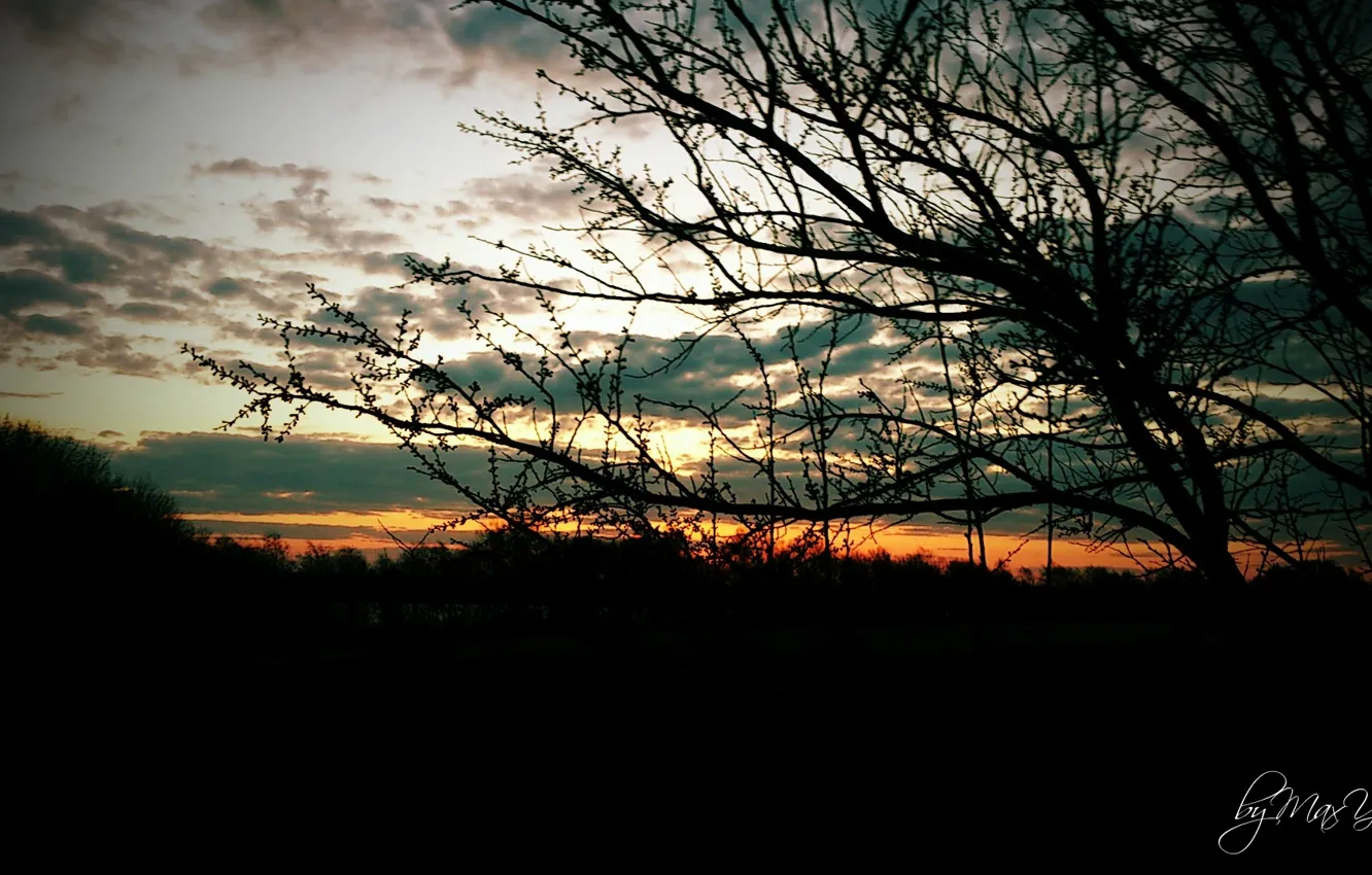 Photo wallpaper trees, sunset, night, tree, night tree