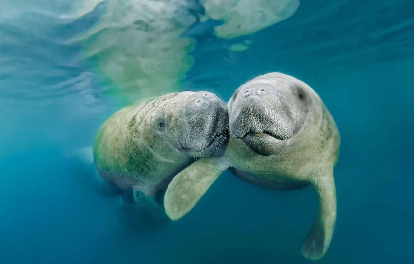 Photo wallpaper FL, USA, mammal, American manatee