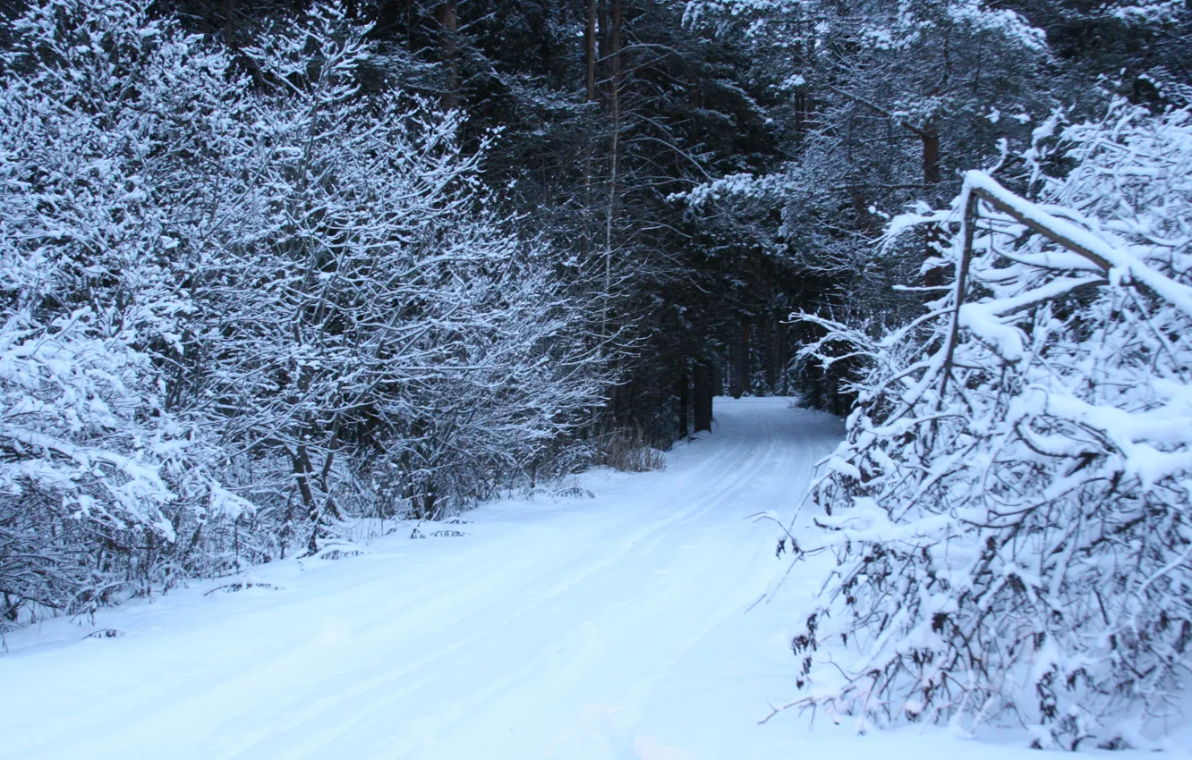 Photo wallpaper cold, winter, road, forest, snow, trees, nature, frost