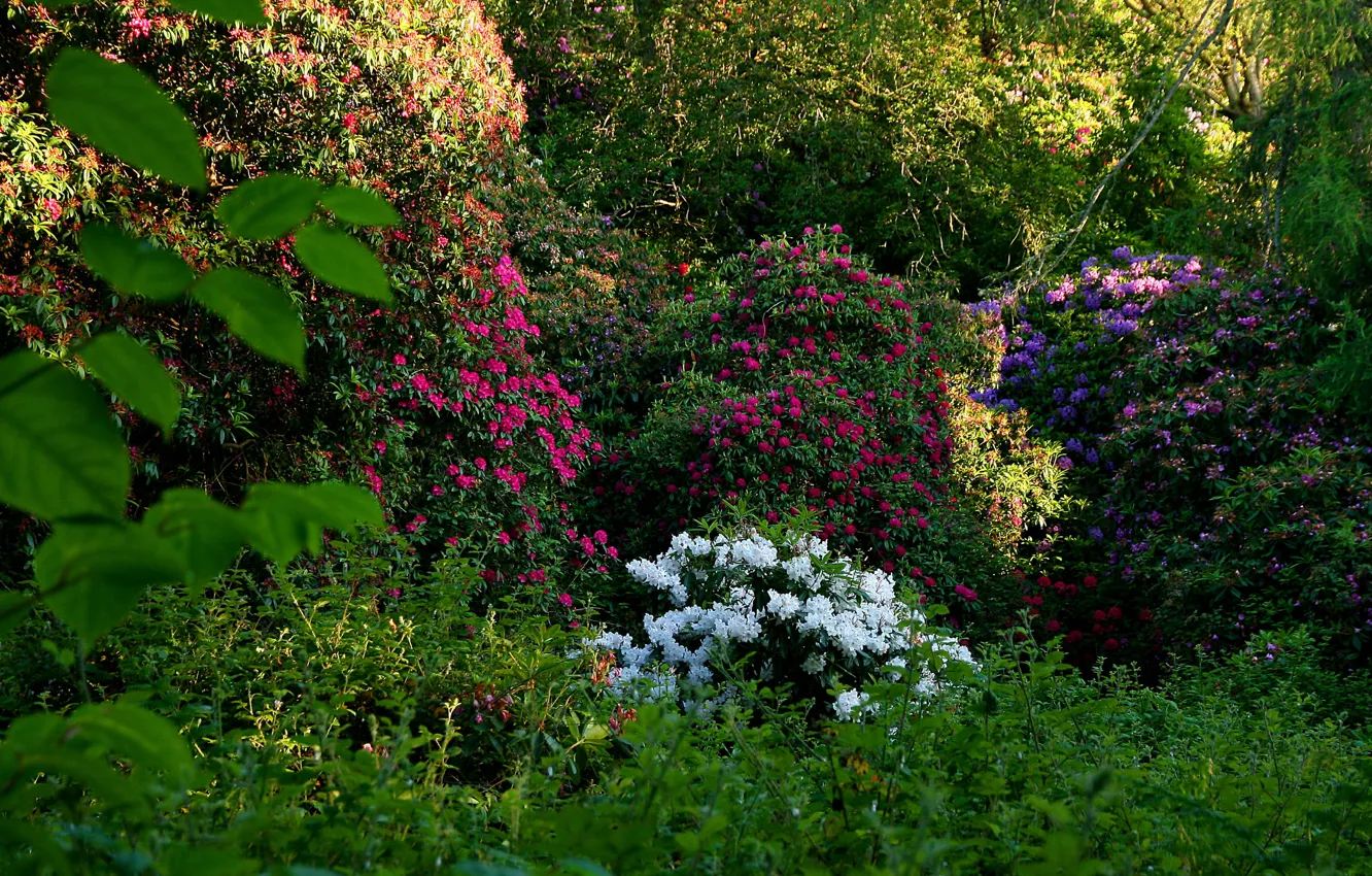 Photo wallpaper greens, flowers, garden, Ireland, the bushes, Dublin, rhododendron