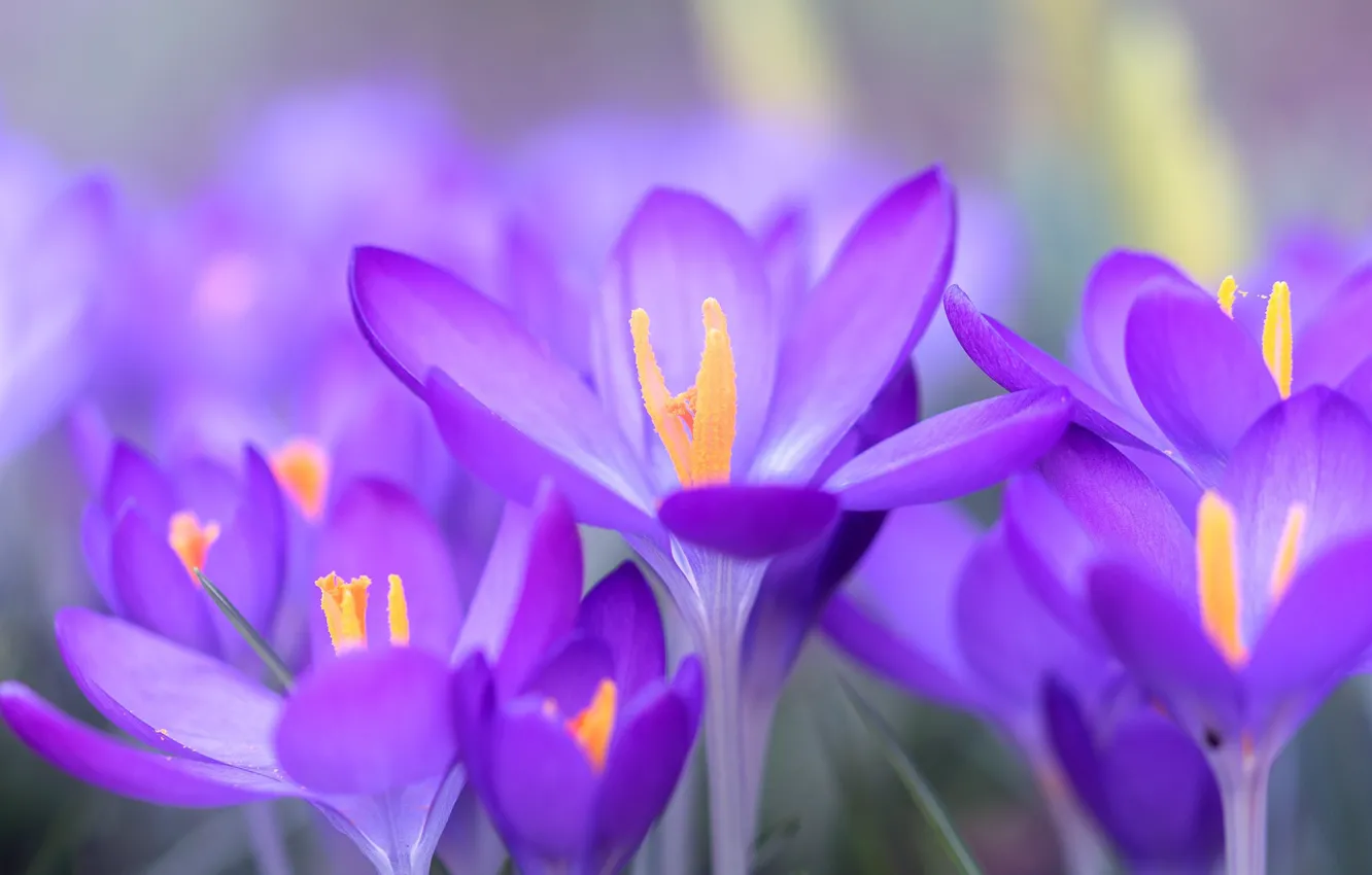 Photo wallpaper macro, spring, petals, Crocuses, Saffron