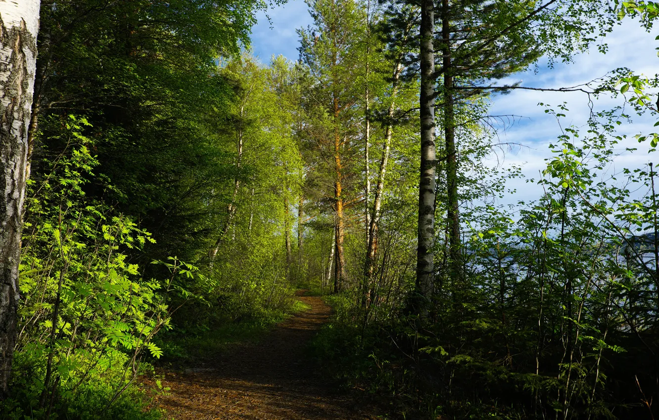 Photo wallpaper greens, forest, summer, the sky, leaves, light, trees, Park
