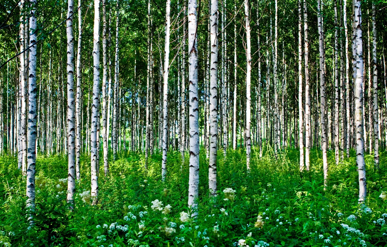 Photo wallpaper forest, summer, grass, trees, flowers, birch