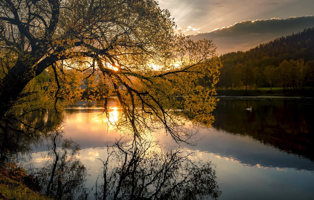 Photo wallpaper forest, the sun, trees, mountains, branch, swans, pond