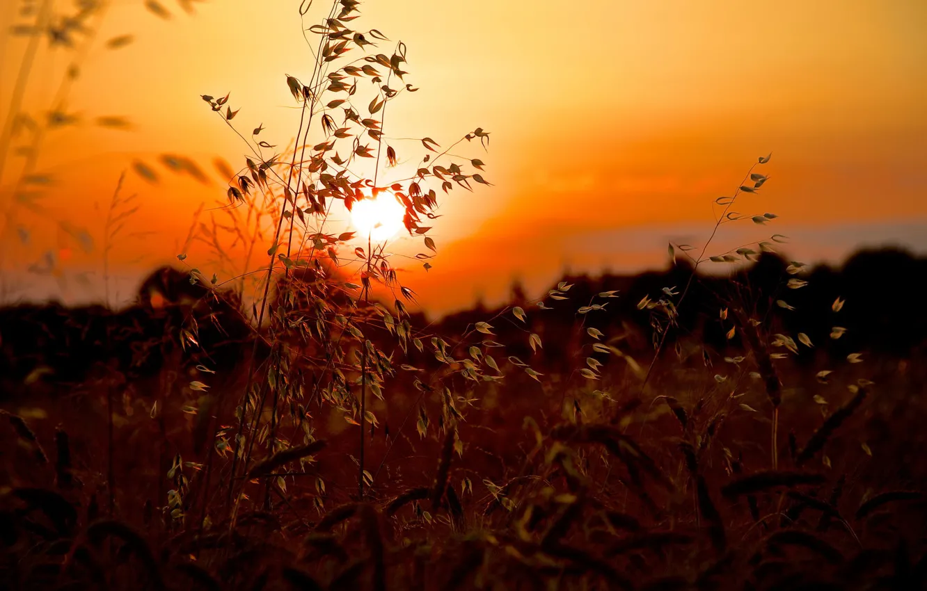 Photo wallpaper summer, grass, the sun, macro, sunset