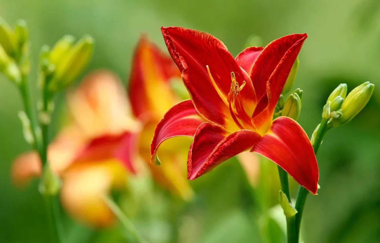 Photo wallpaper macro, red, bright, Lily, petals, buds, scarlet, bokeh