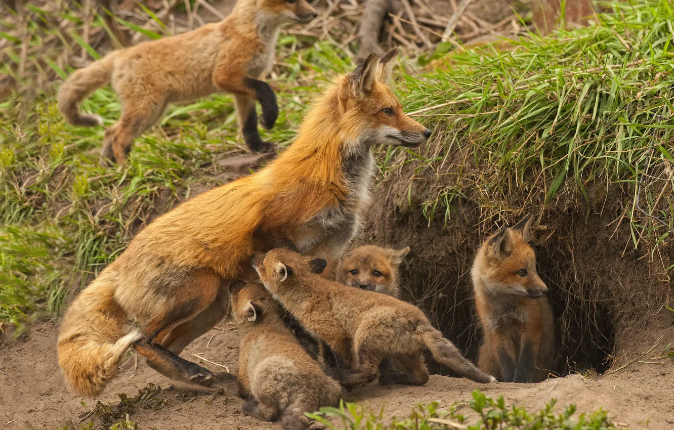 Photo wallpaper Nora, baby, Fox, cub, motherhood, Fox