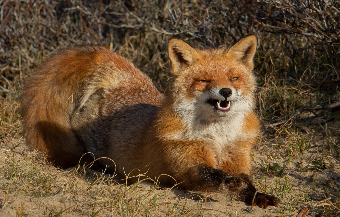 Photo wallpaper look, branches, nature, pose, paws, mouth, Fox, tail