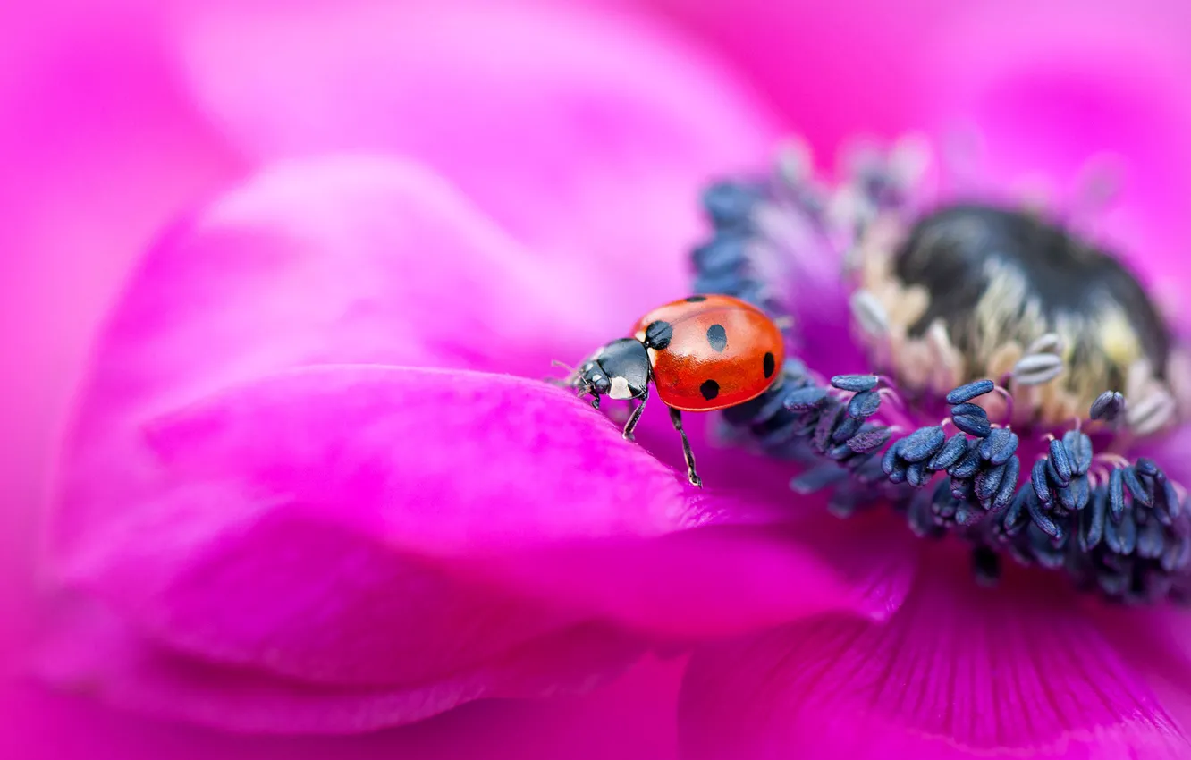 Photo wallpaper flower, macro, red, bright, background, pink, ladybug, beetle