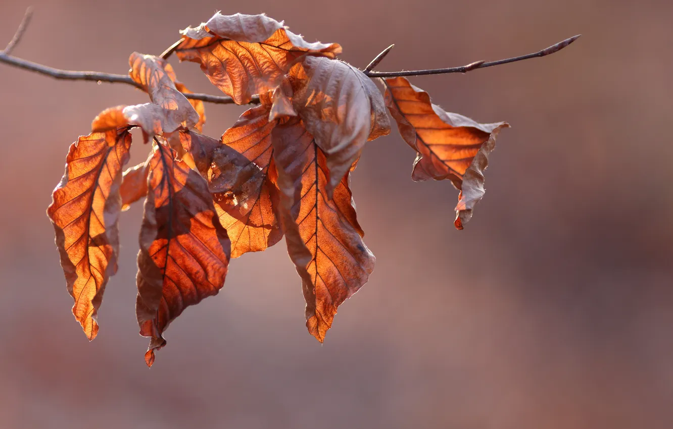 Photo wallpaper autumn, leaves, macro, branches