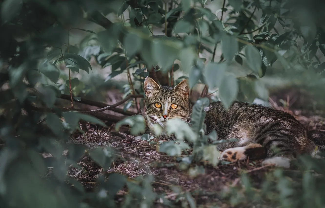 Photo wallpaper cat, cat, leaves, branches, disguise, Natalia Matveeva
