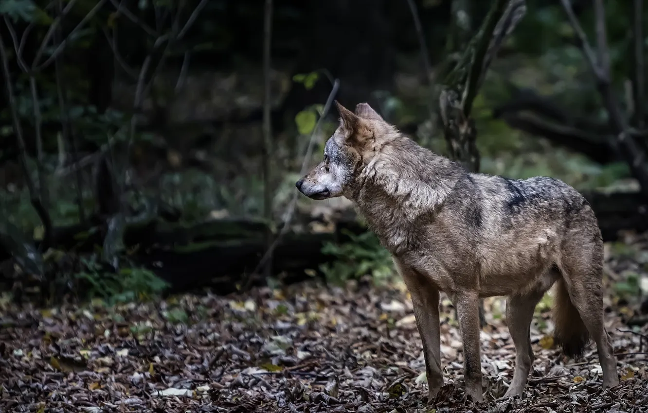 Photo wallpaper nature, snow, predator, face, animal, wolf, wildlife, portrait