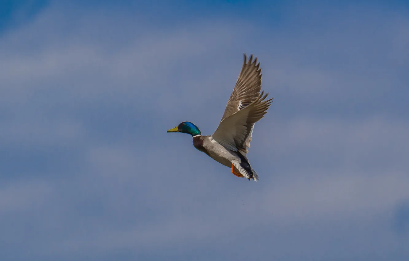 Photo wallpaper the sky, bird, duck, the rise, Drake, photo hunting
