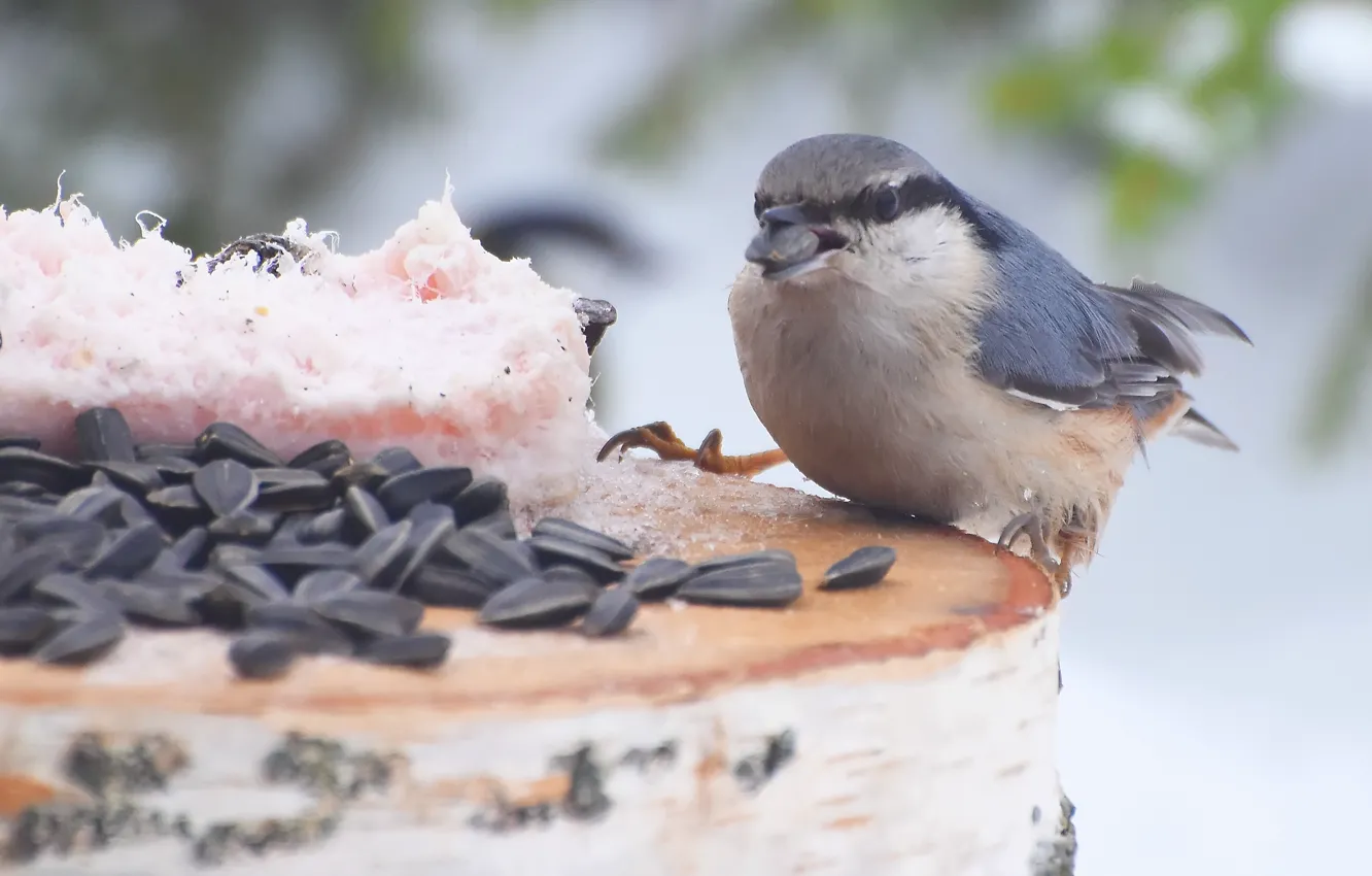 Photo wallpaper winter, nature, bird, nuthatch, photohunt