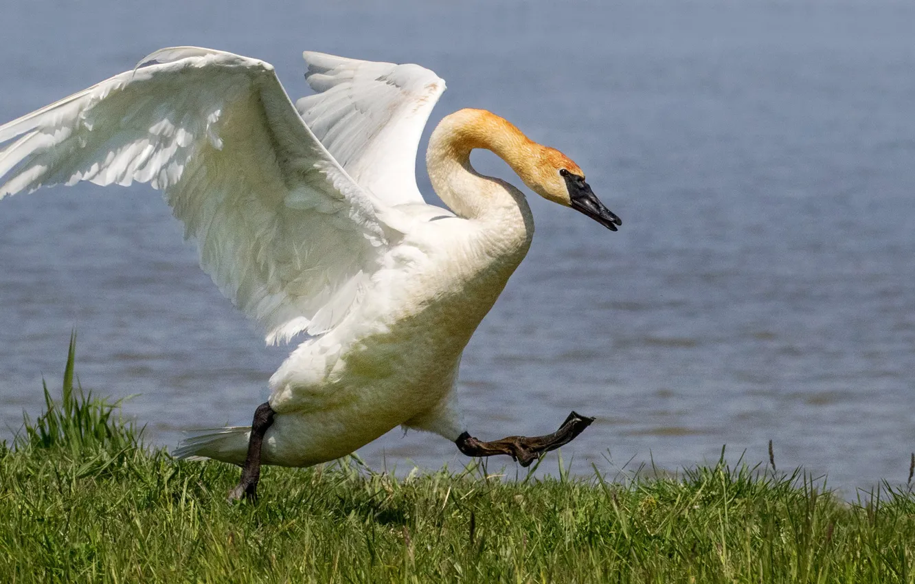 Photo wallpaper bird, wings, swans
