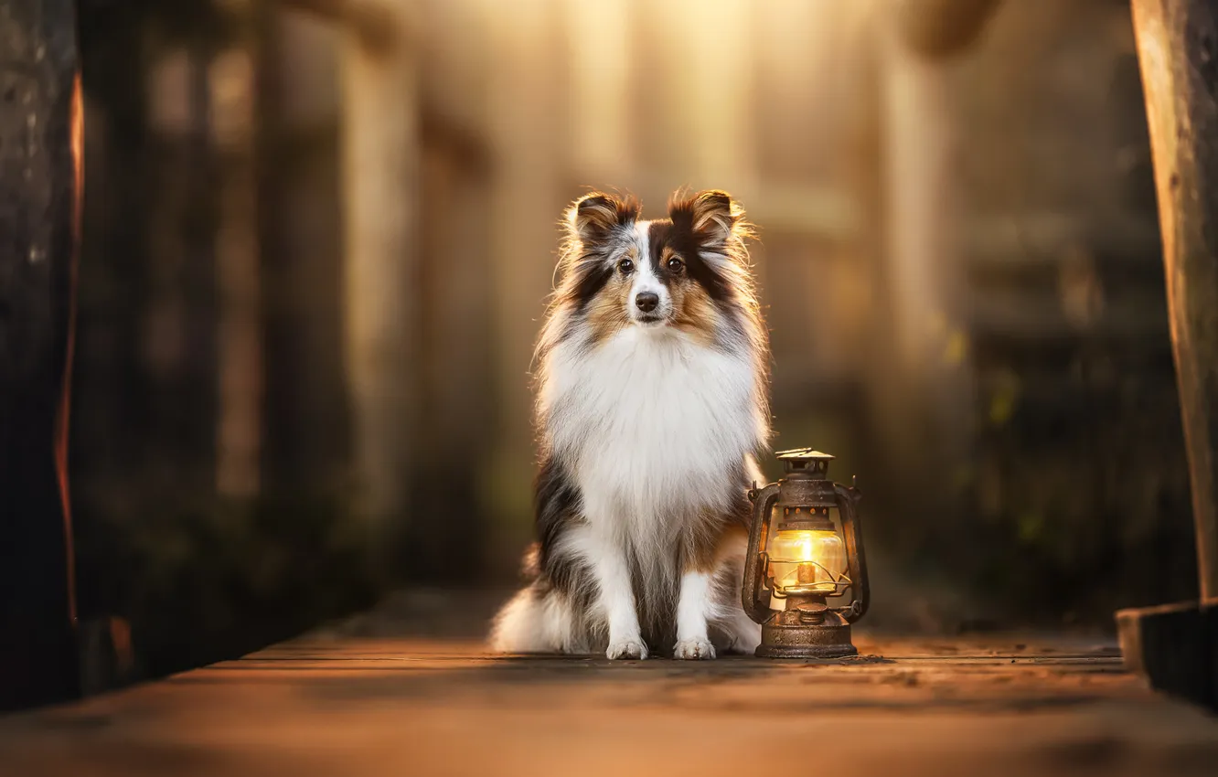 Photo wallpaper dog, lights, Sheltie, Shetland Sheepdog