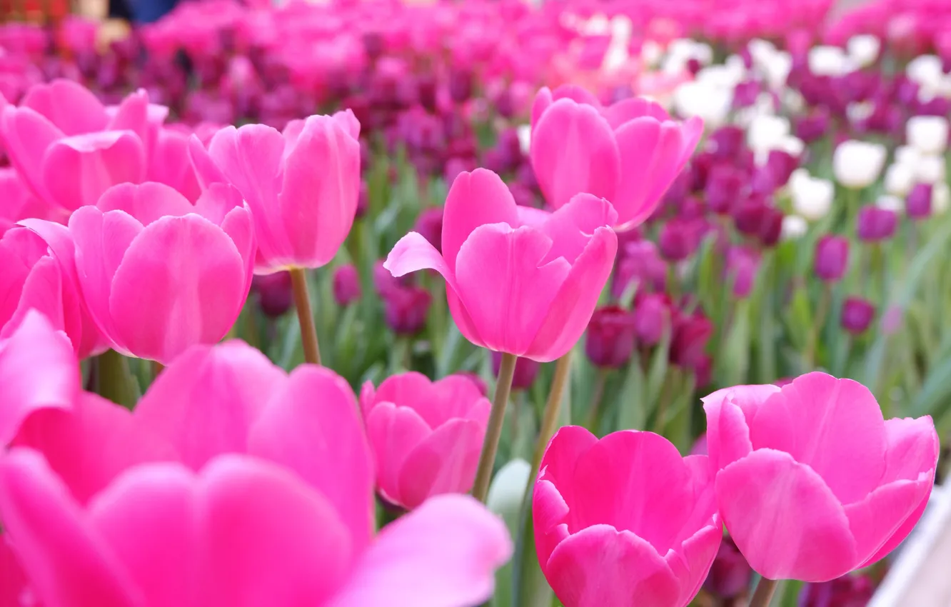 Photo wallpaper spring, tulips, pink, flowerbed, a lot