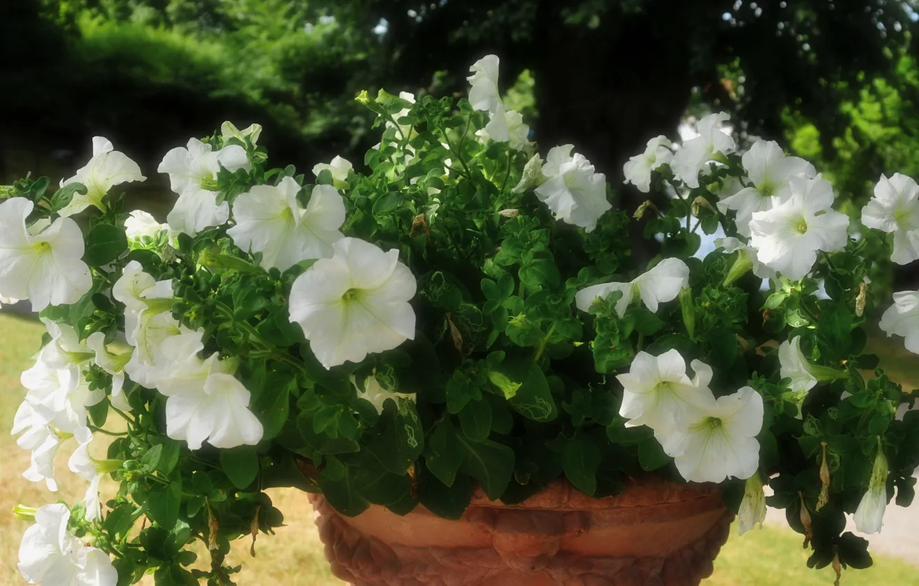 Photo wallpaper greens, summer, leaves, flowers, garden, white, flowerbed, pot