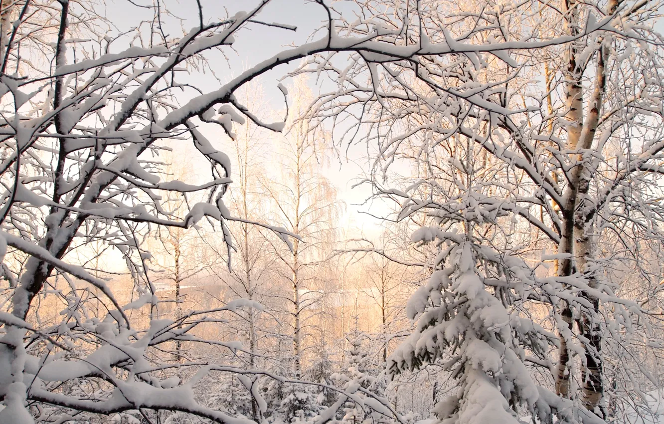 Photo wallpaper winter, snow, trees, spruce, birch
