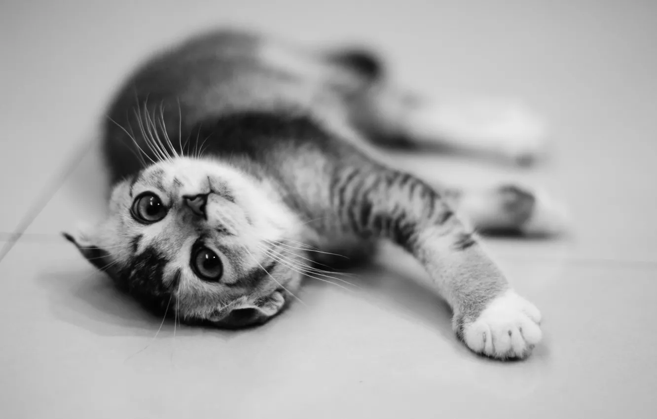 Photo wallpaper animal, kitty, kitten, animal