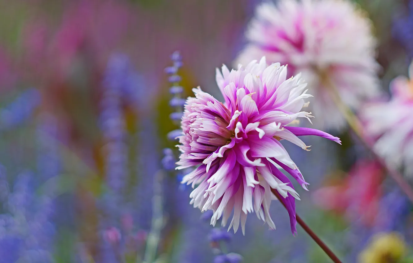 Photo wallpaper flowers, background, petals, garden, lilac, asters