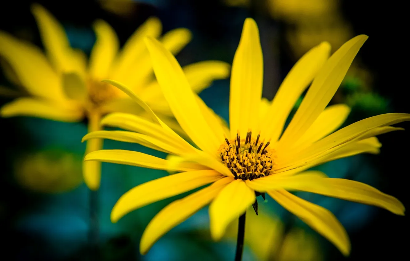 Photo wallpaper flowers, yellow, background, widescreen, Wallpaper, petals, wallpaper, flowers