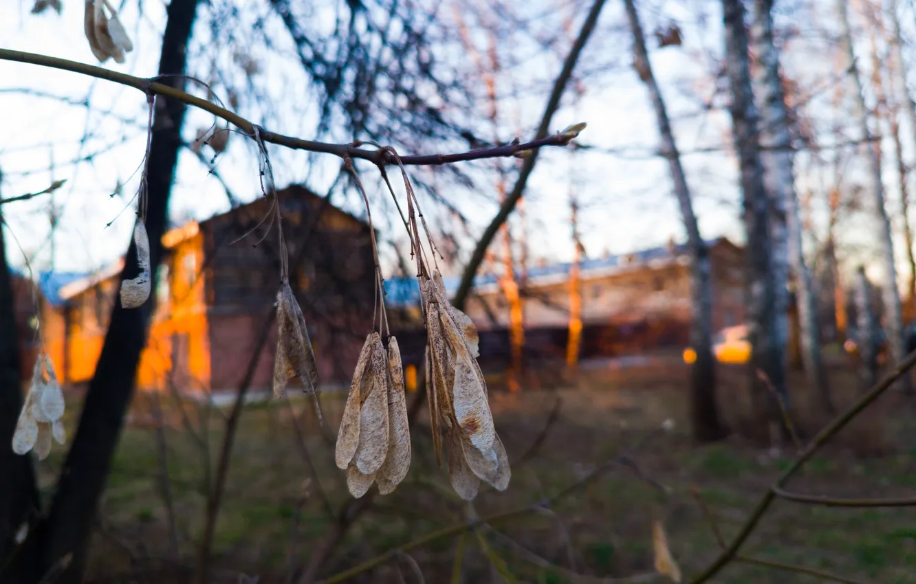Photo wallpaper the sky, trees, branches, building, home, Russia, bokeh, lionfish