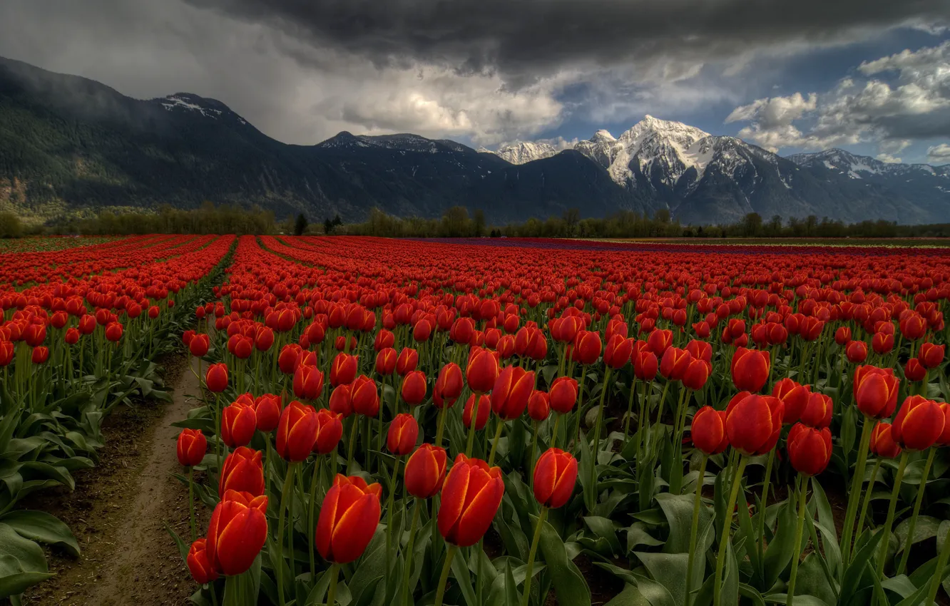 Photo wallpaper field, the sky, clouds, flowers, mountains, clouds, tulips