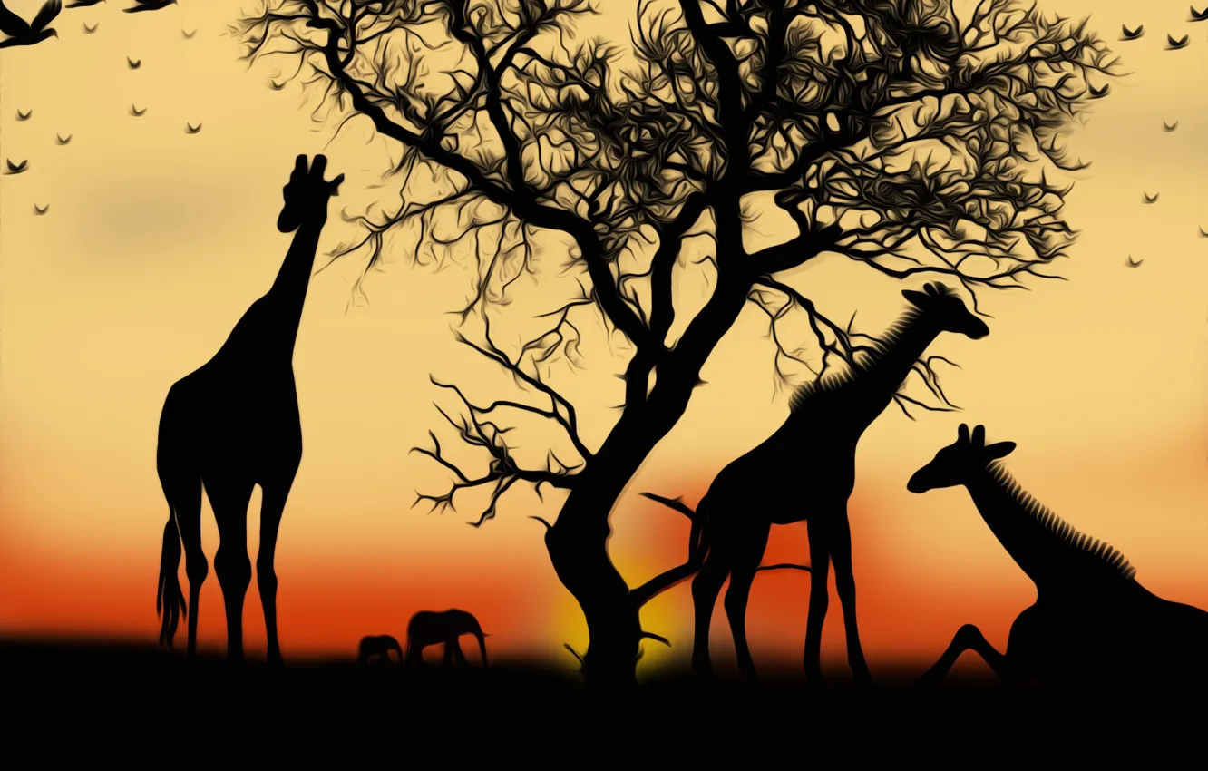 Photo wallpaper sunset, giraffes, picture, Safari