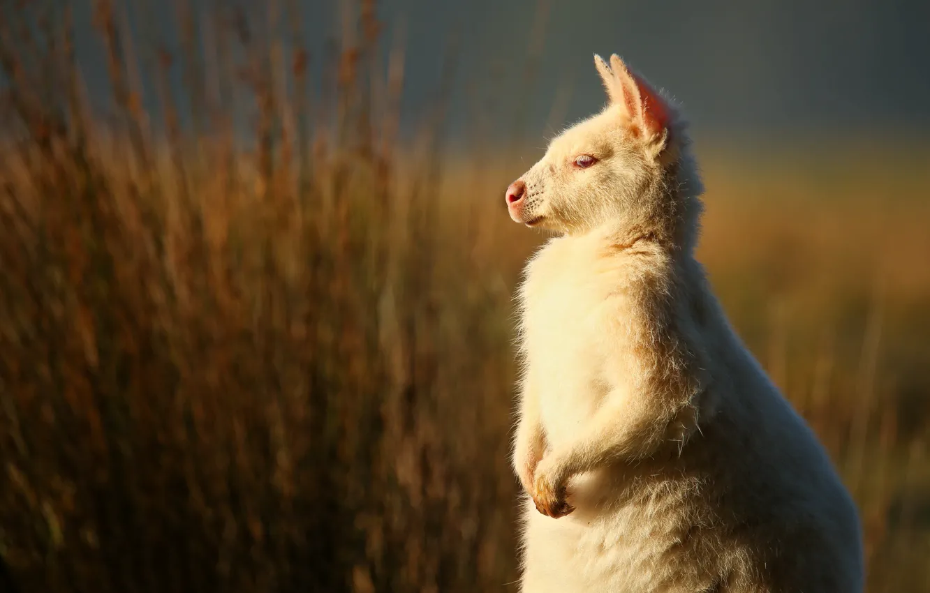 Photo wallpaper white, grass, look, light, nature, kangaroo, profile, cub