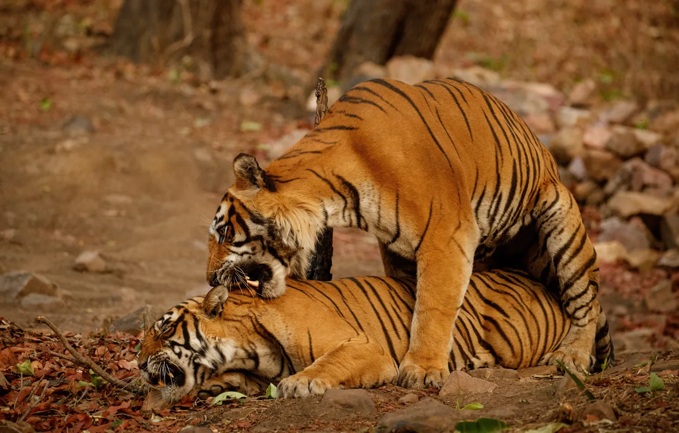 Photo wallpaper Two, Tigress, Wild cats, Tigers, Predators, Male, Big Cats, Royal Bengal Tigers