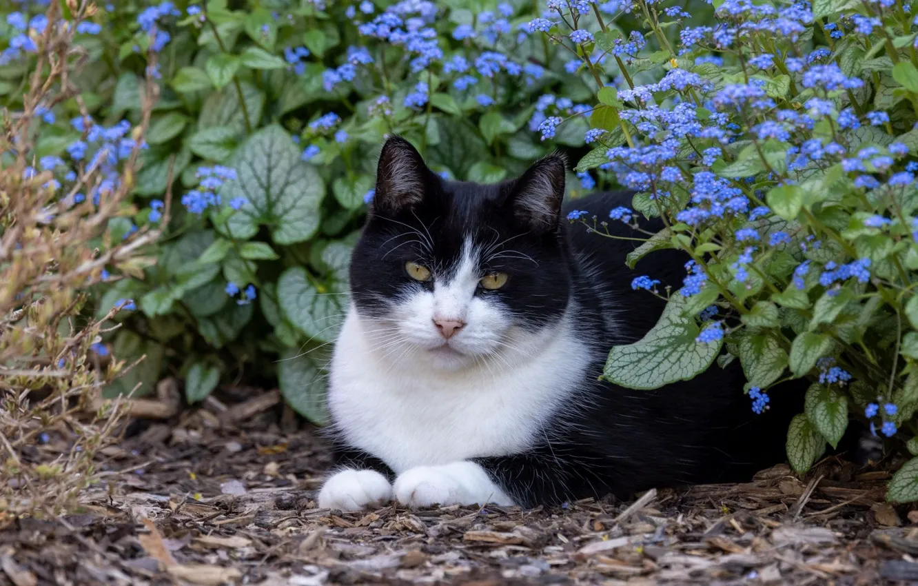 Photo wallpaper black and white, cat, look, flowers, pose, lies, forget-me-nots, nature