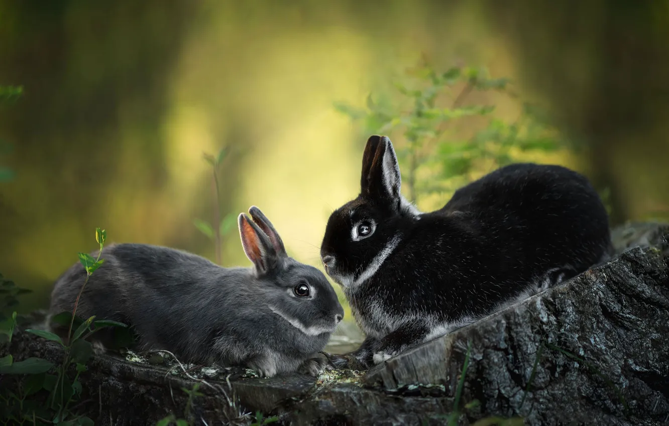 Photo wallpaper nature, stump, rabbit, rabbits, a couple, Duo, two, bunnies