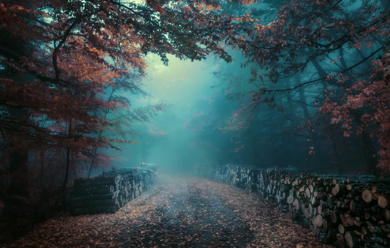 Photo wallpaper road, autumn, forest, fog, wood