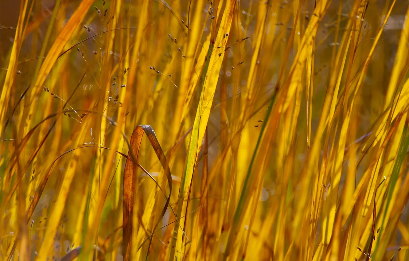 Photo wallpaper autumn, grass, macro, plant, meadow