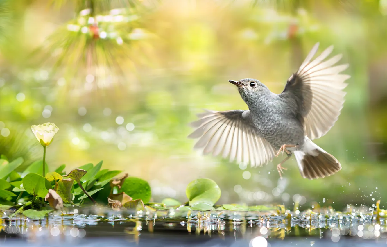 Photo wallpaper leaves, water, nature, tropics, bird, bokeh