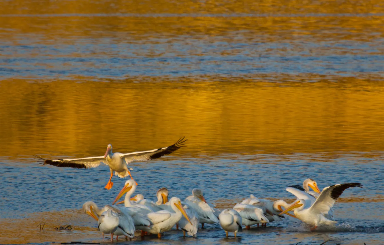 Photo wallpaper water, birds, shore, wings, pack, Pelican