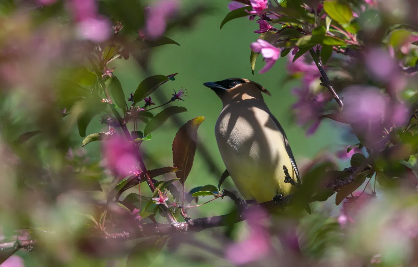 Photo wallpaper branches, bird, the Waxwing