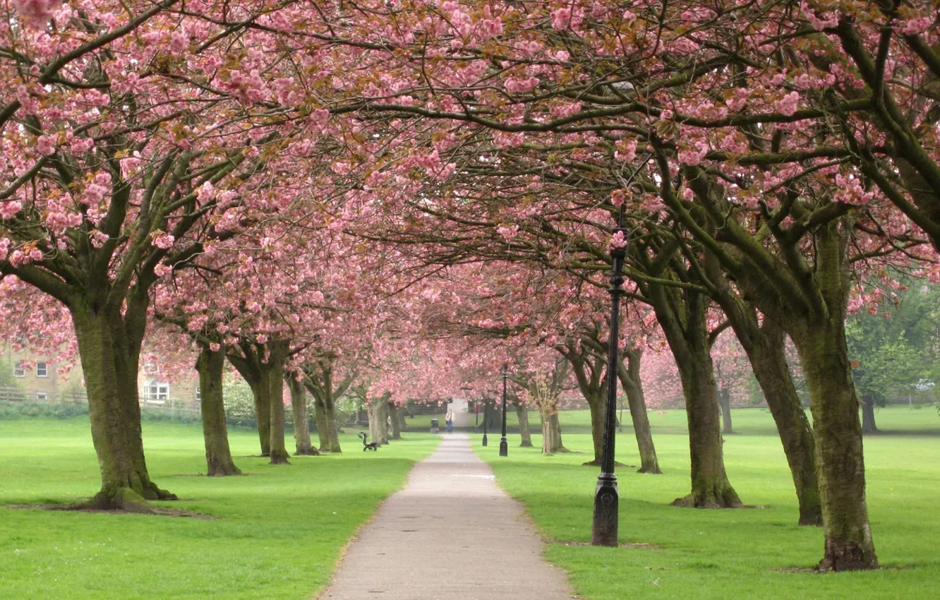Photo wallpaper trees, flowers, branches, nature, cherry, Park, tree, spring