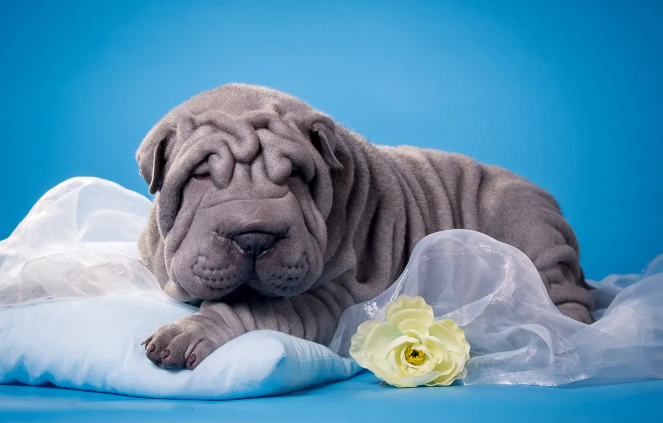 Photo wallpaper flowers, Sharpay, puppy, folds
