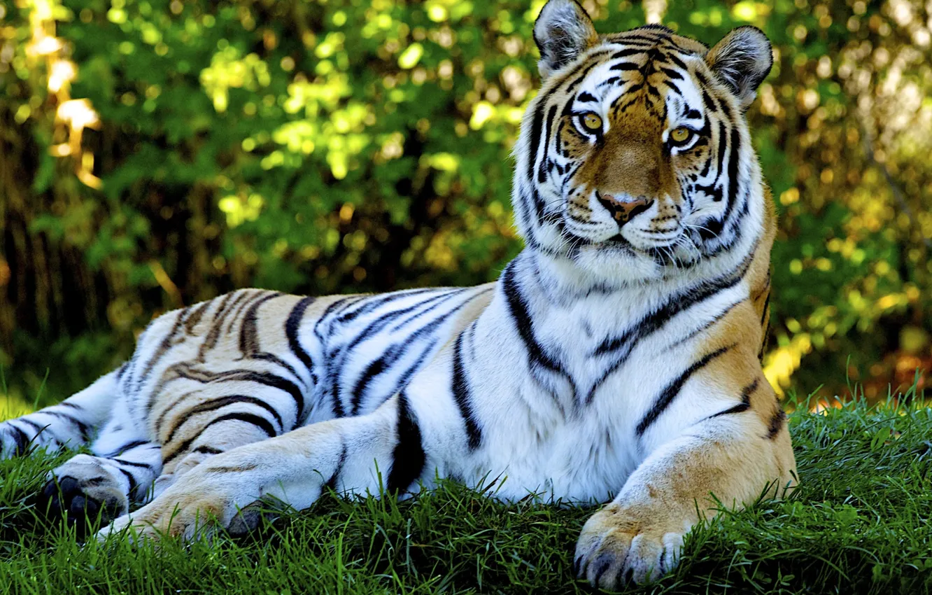 Photo wallpaper cat, grass, nature, tiger, predator, grass, nature, tiger