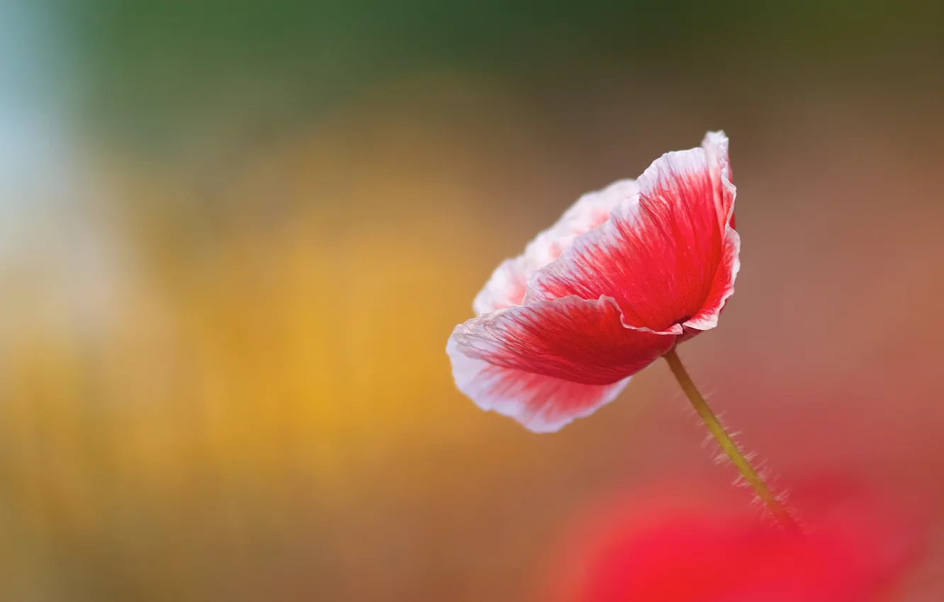 Photo wallpaper flowers, yellow, background, one, Mac, petals, blurred