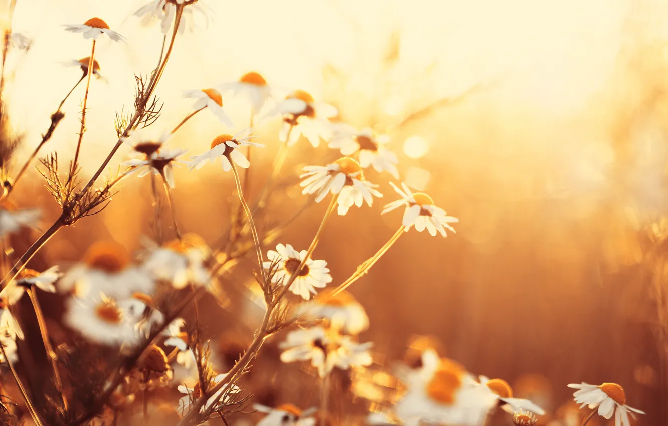 Photo wallpaper flowers, nature, chamomile