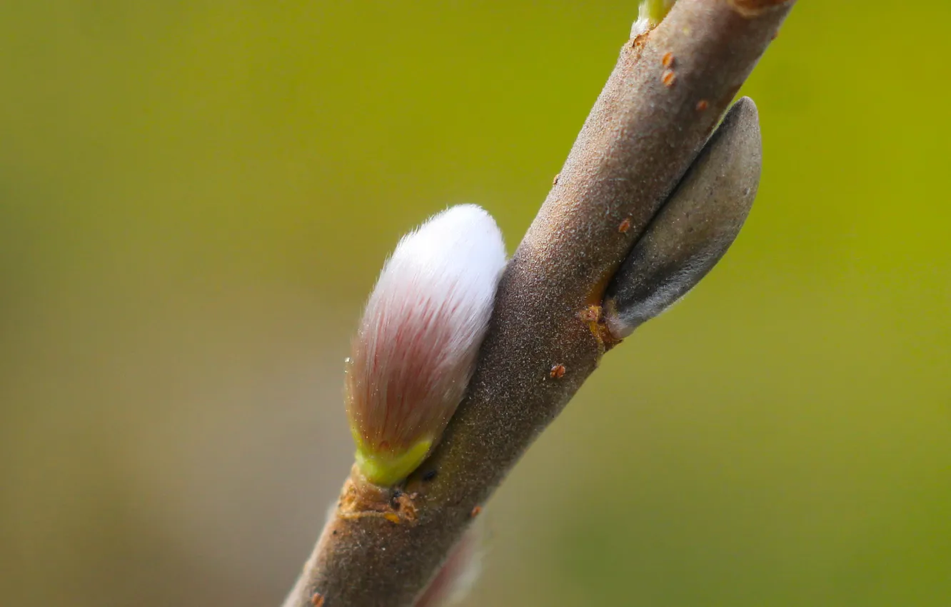 Photo wallpaper spring, twig, kitten base